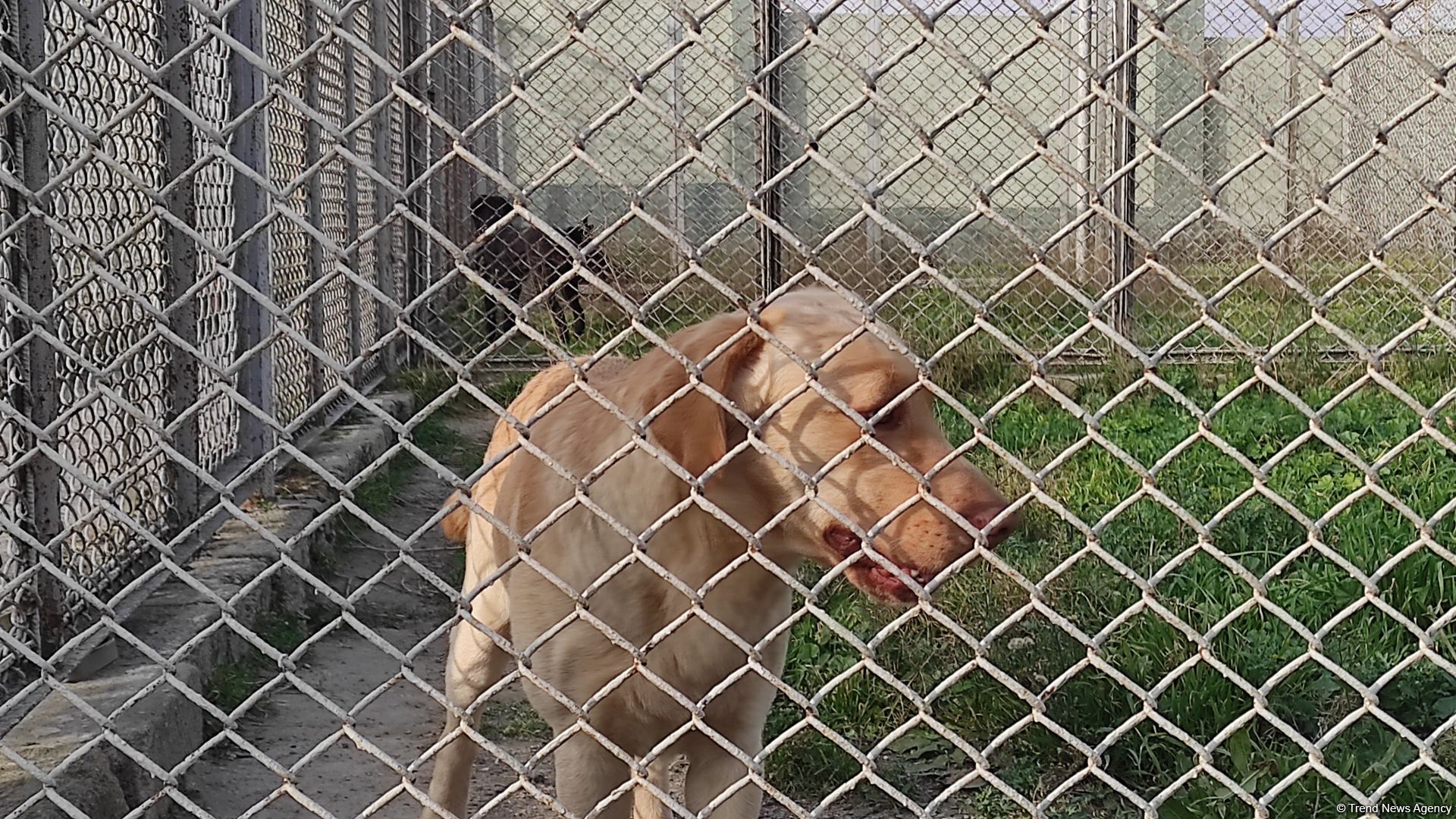 Azad olunan ərazilərin minalardan təmizlənməsinə xüsusi təlim keçmiş itlər cəlb olunub (FOTO/VİDEO)