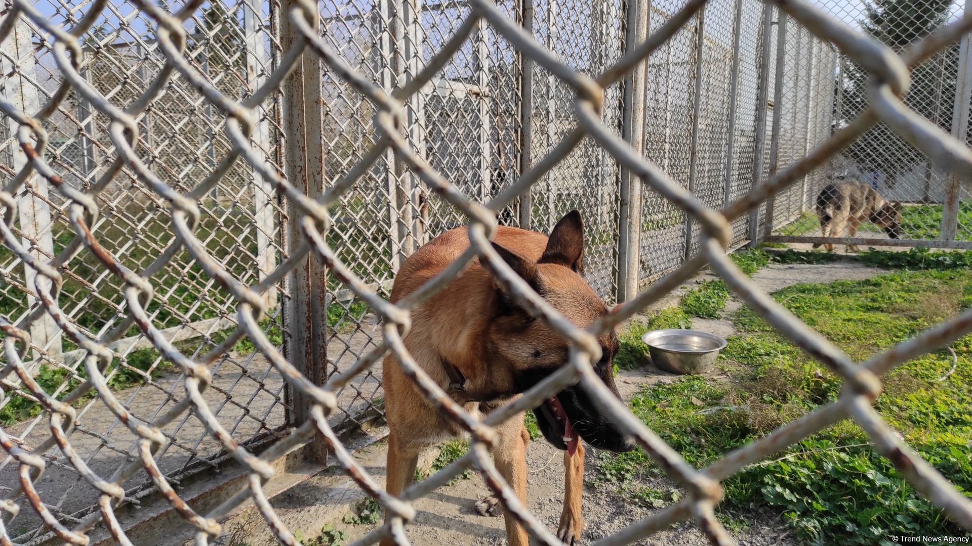 Azad olunan ərazilərin minalardan təmizlənməsinə xüsusi təlim keçmiş itlər cəlb olunub (FOTO/VİDEO)