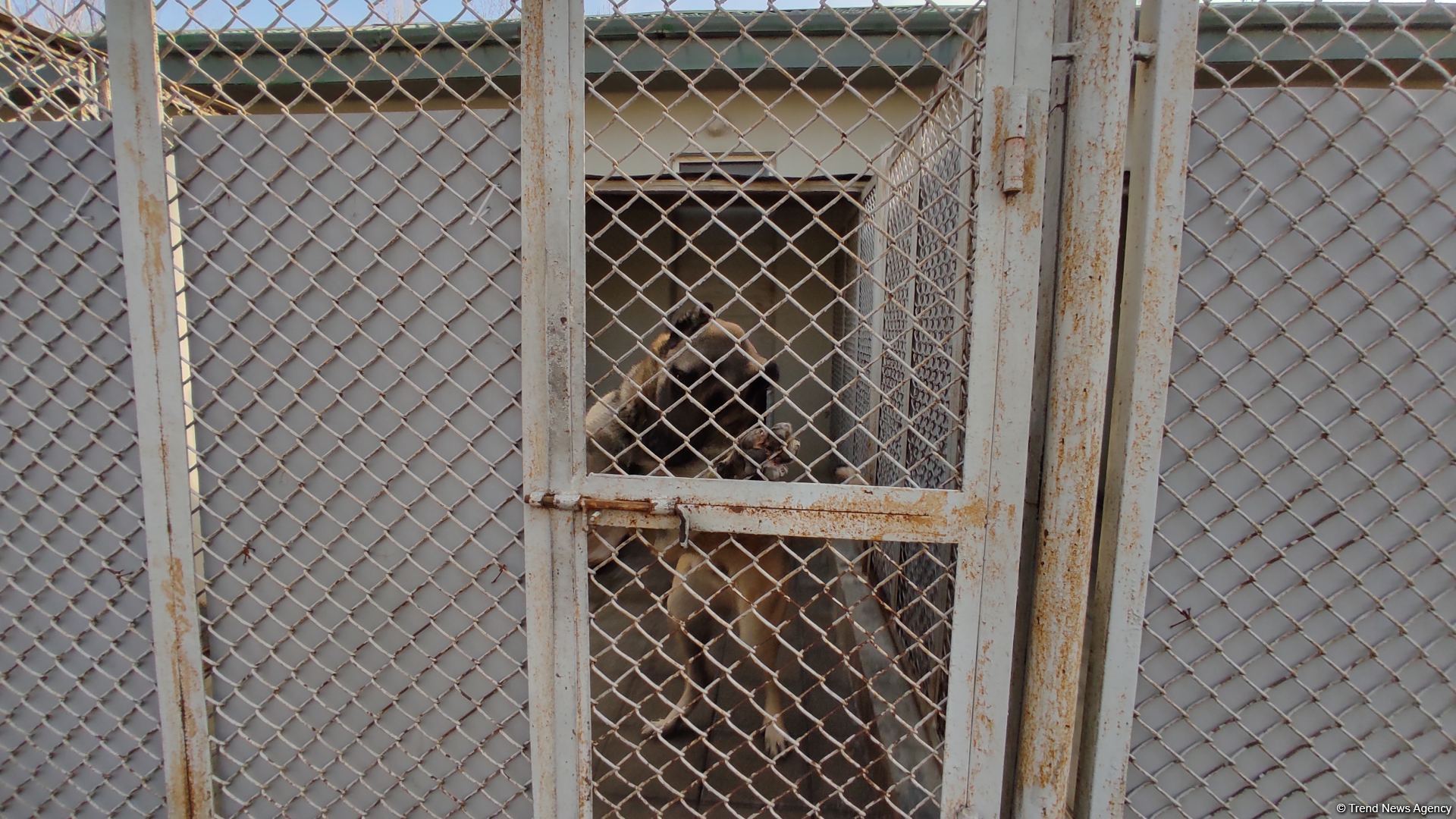 Azad olunan ərazilərin minalardan təmizlənməsinə xüsusi təlim keçmiş itlər cəlb olunub (FOTO/VİDEO)