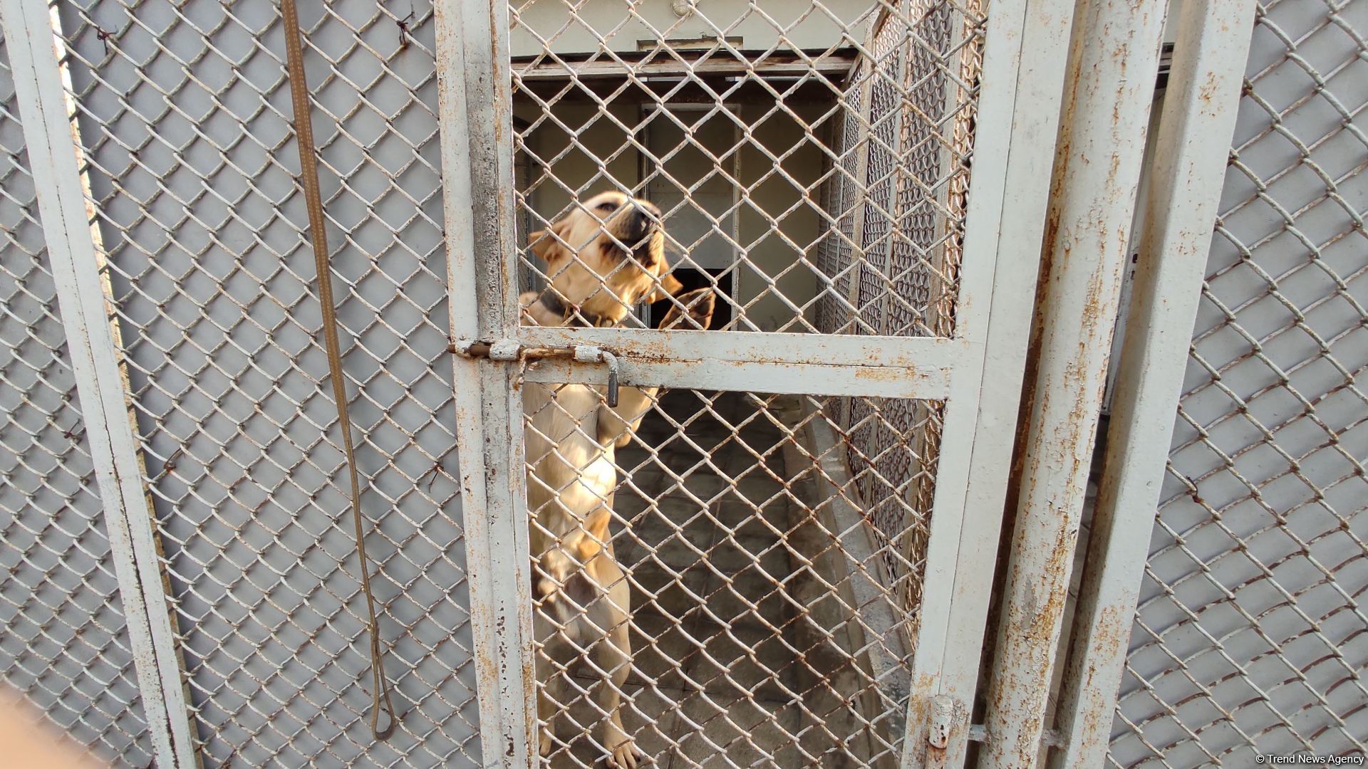 Azad olunan ərazilərin minalardan təmizlənməsinə xüsusi təlim keçmiş itlər cəlb olunub (FOTO/VİDEO)