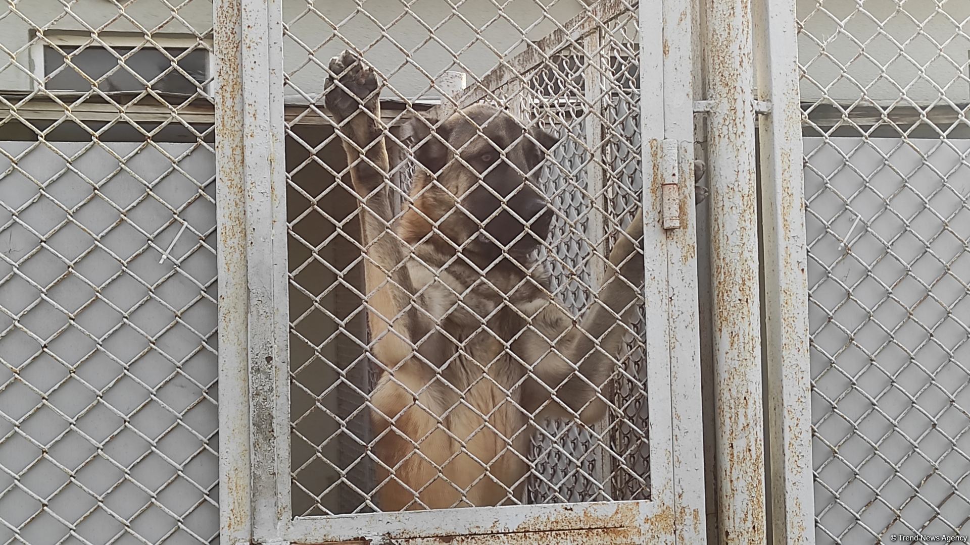 Azad olunan ərazilərin minalardan təmizlənməsinə xüsusi təlim keçmiş itlər cəlb olunub (FOTO/VİDEO)