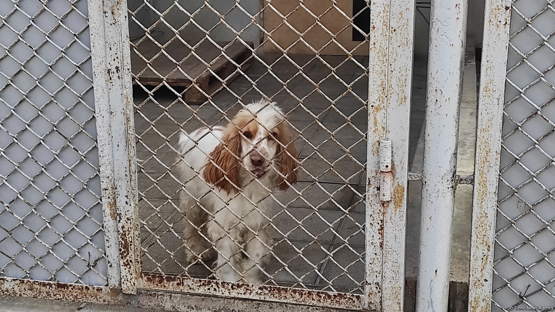 Azad olunan ərazilərin minalardan təmizlənməsinə xüsusi təlim keçmiş itlər cəlb olunub (FOTO/VİDEO)