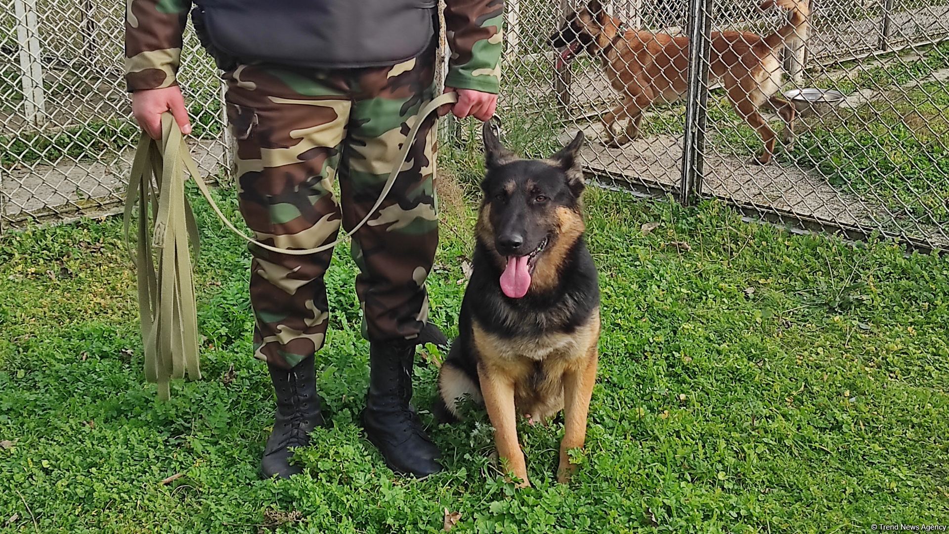 Azad olunan ərazilərin minalardan təmizlənməsinə xüsusi təlim keçmiş itlər cəlb olunub (FOTO/VİDEO)