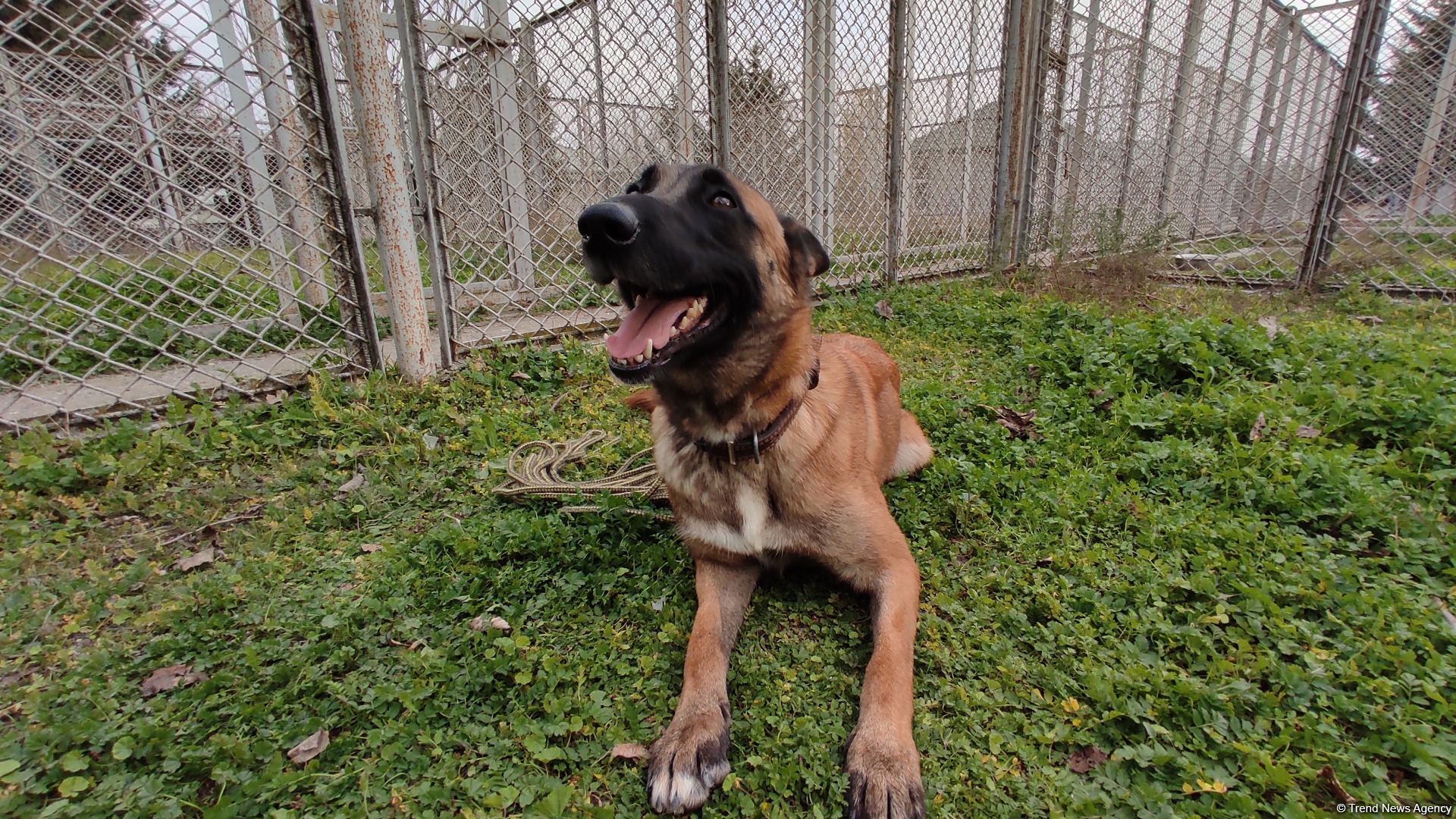 Azad olunan ərazilərin minalardan təmizlənməsinə xüsusi təlim keçmiş itlər cəlb olunub (FOTO/VİDEO)