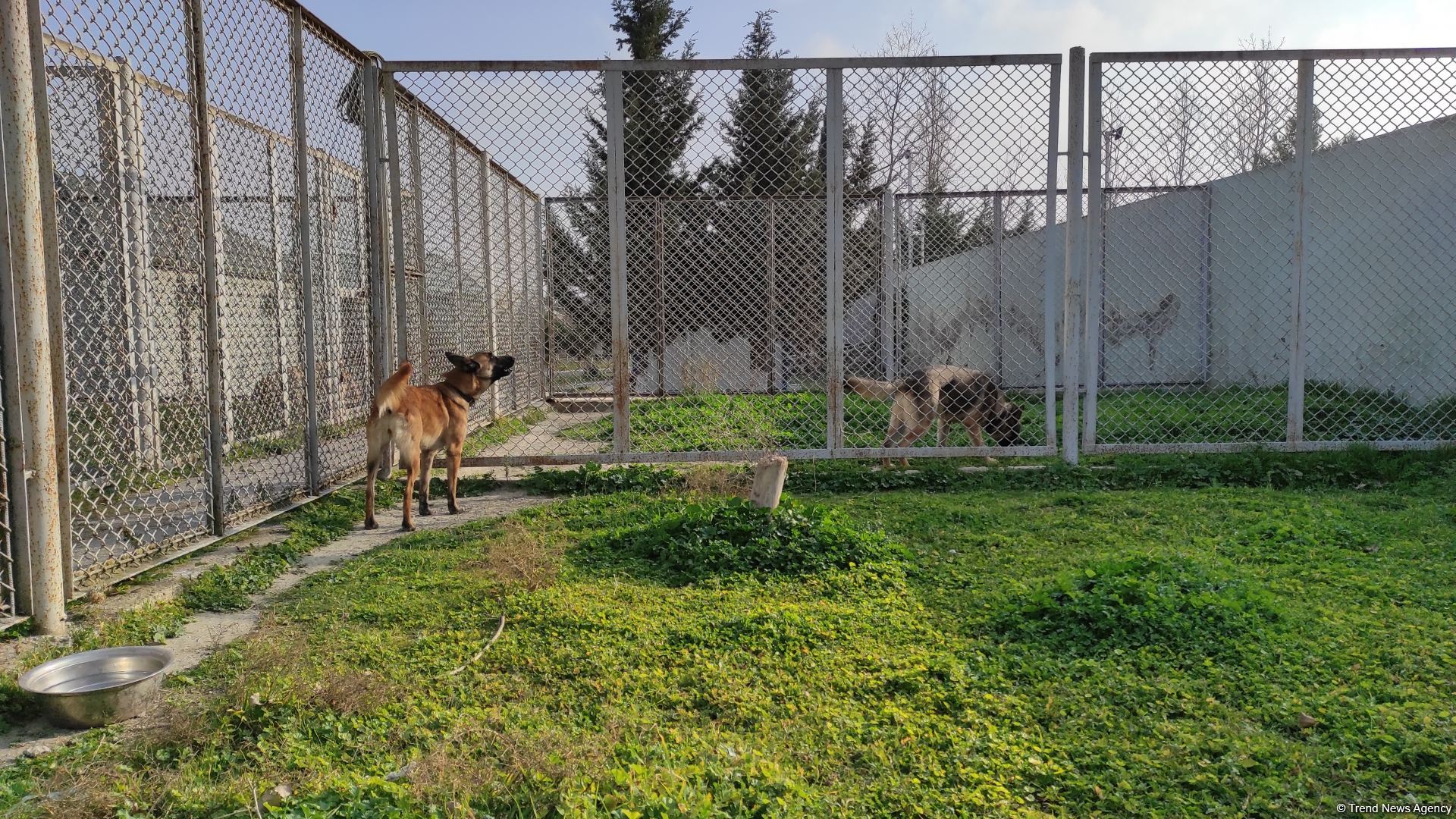 Azad olunan ərazilərin minalardan təmizlənməsinə xüsusi təlim keçmiş itlər cəlb olunub (FOTO/VİDEO)