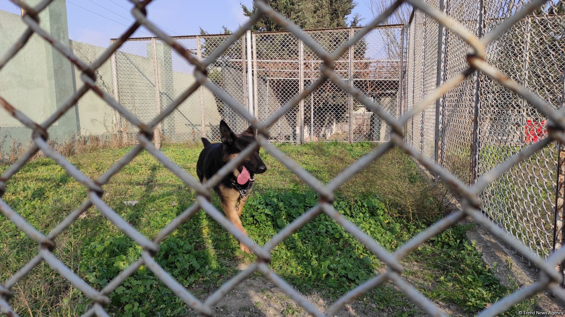 Azad olunan ərazilərin minalardan təmizlənməsinə xüsusi təlim keçmiş itlər cəlb olunub (FOTO/VİDEO)