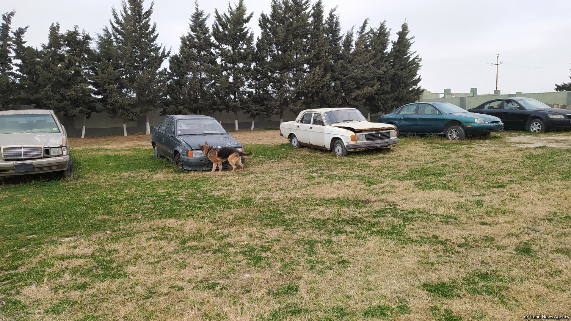 Azad olunan ərazilərin minalardan təmizlənməsinə xüsusi təlim keçmiş itlər cəlb olunub (FOTO/VİDEO)