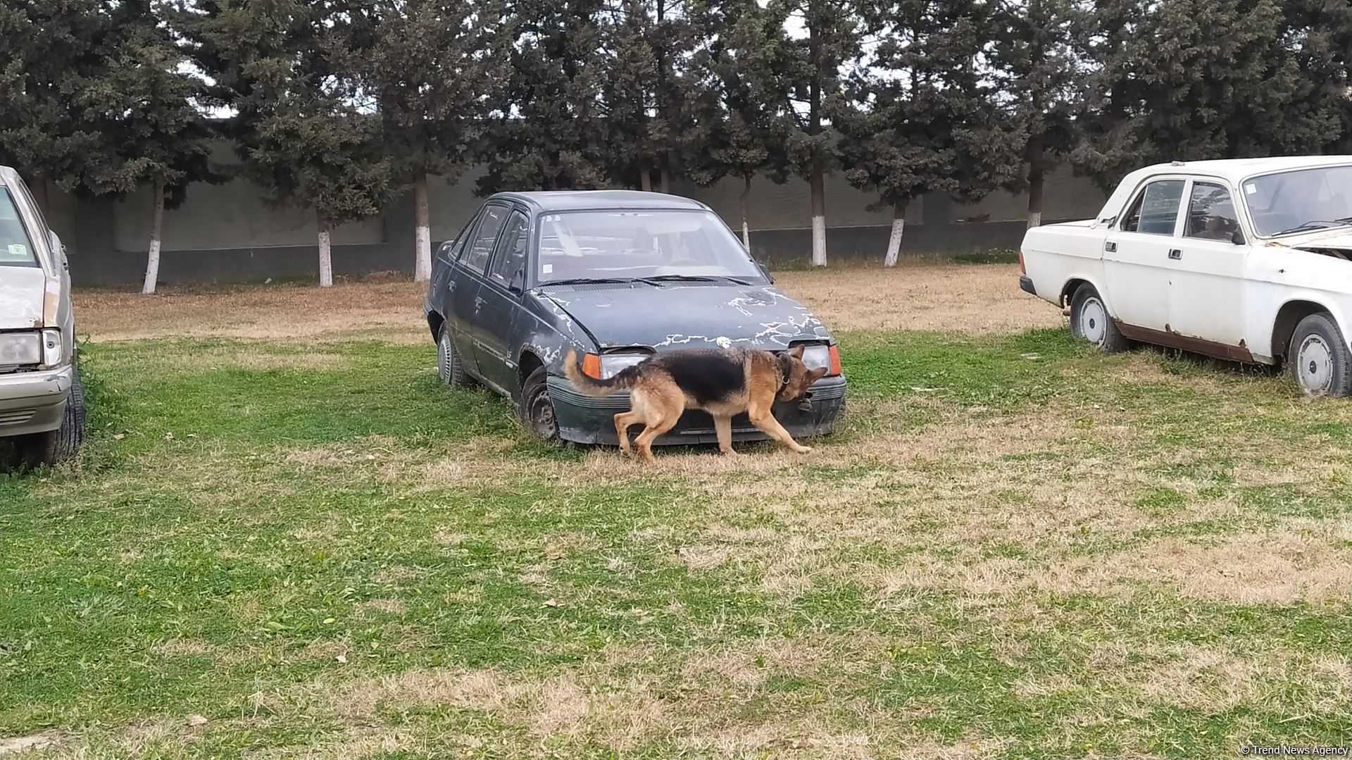 Azad olunan ərazilərin minalardan təmizlənməsinə xüsusi təlim keçmiş itlər cəlb olunub (FOTO/VİDEO)