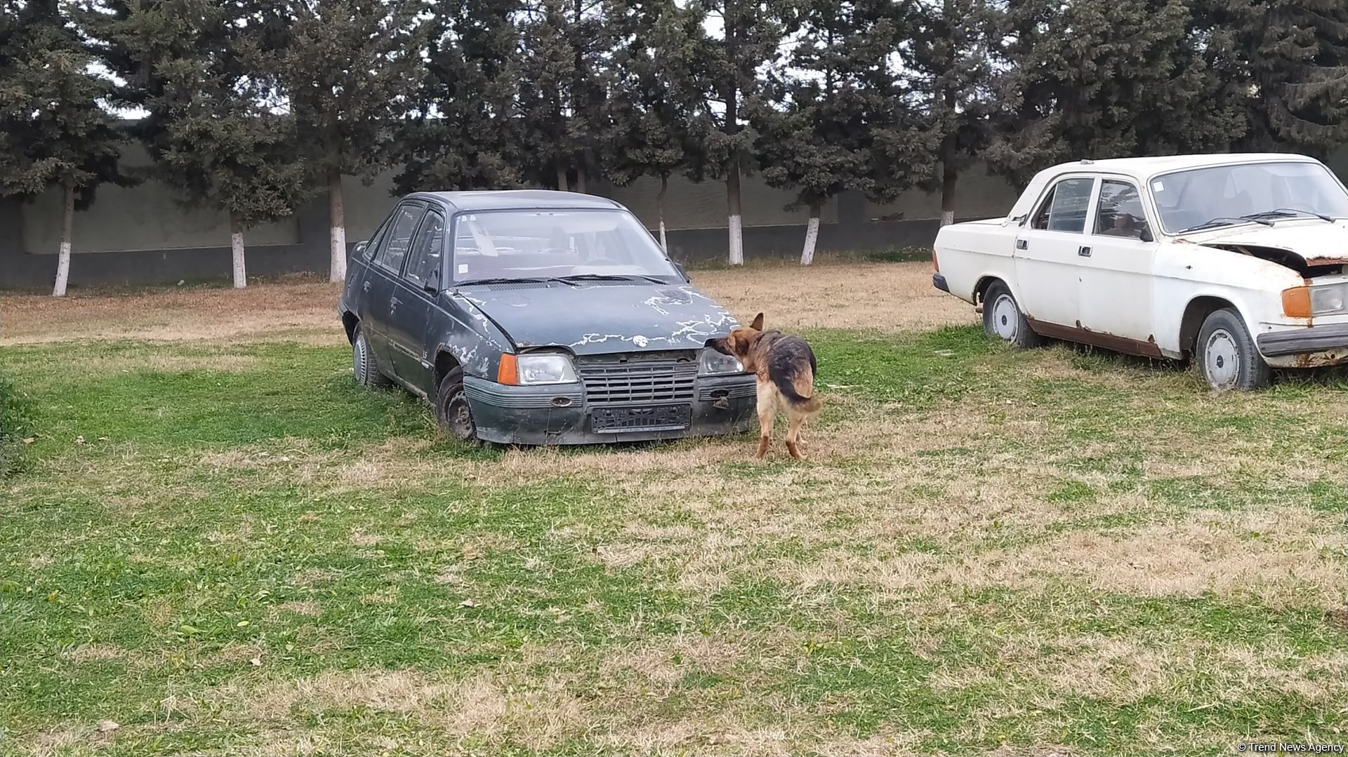 Azad olunan ərazilərin minalardan təmizlənməsinə xüsusi təlim keçmiş itlər cəlb olunub (FOTO/VİDEO)