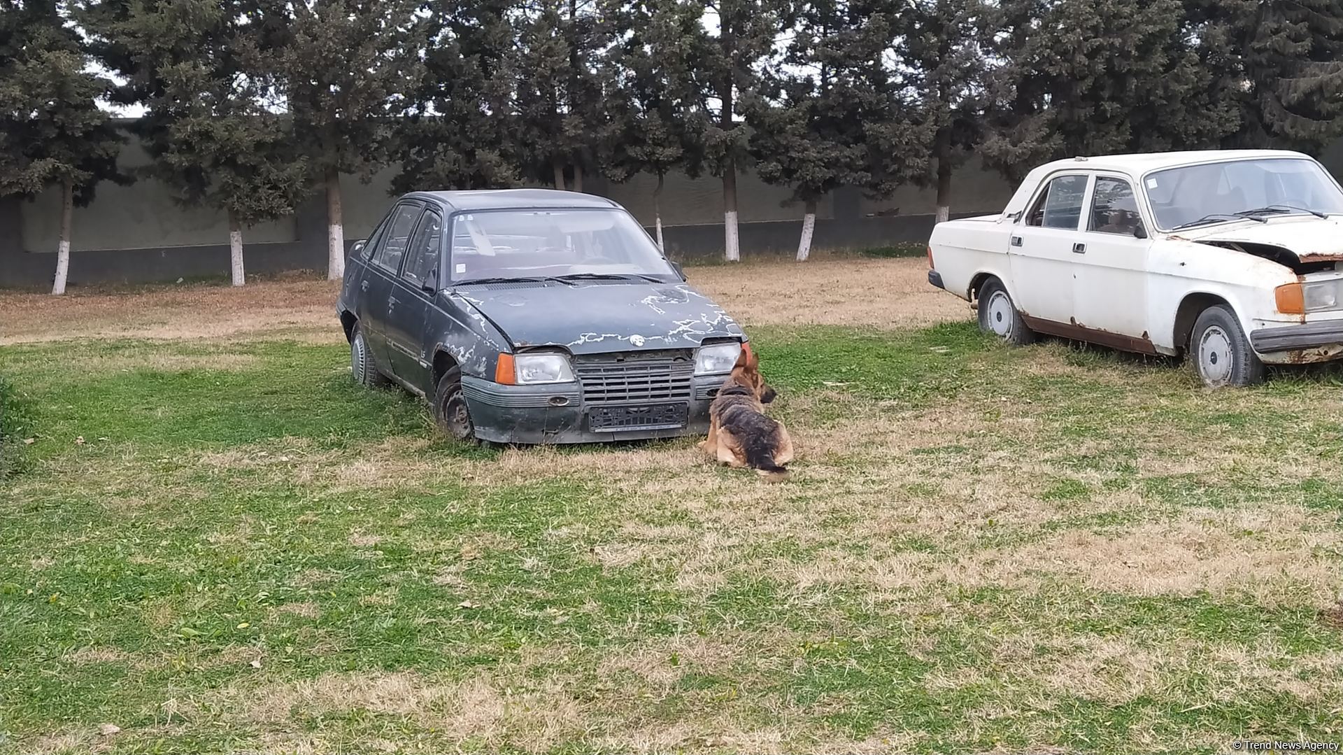 Azad olunan ərazilərin minalardan təmizlənməsinə xüsusi təlim keçmiş itlər cəlb olunub (FOTO/VİDEO)