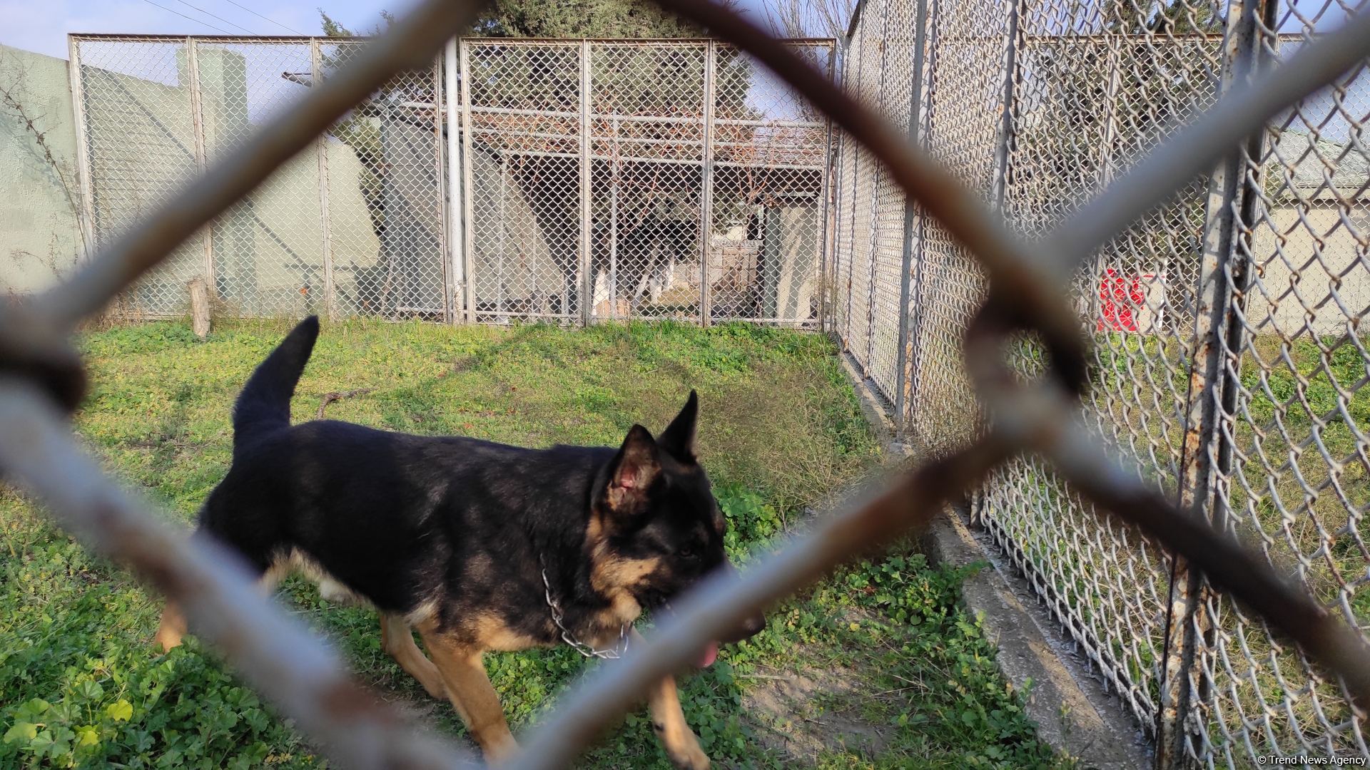Azad olunan ərazilərin minalardan təmizlənməsinə xüsusi təlim keçmiş itlər cəlb olunub (FOTO/VİDEO)