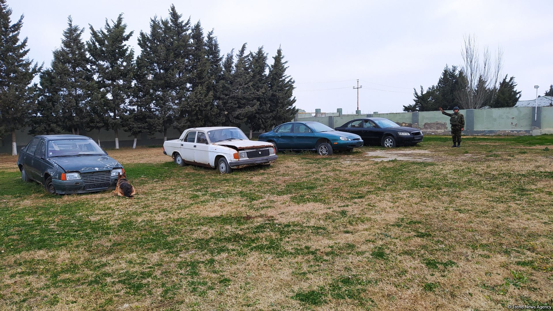 Azad olunan ərazilərin minalardan təmizlənməsinə xüsusi təlim keçmiş itlər cəlb olunub (FOTO/VİDEO)