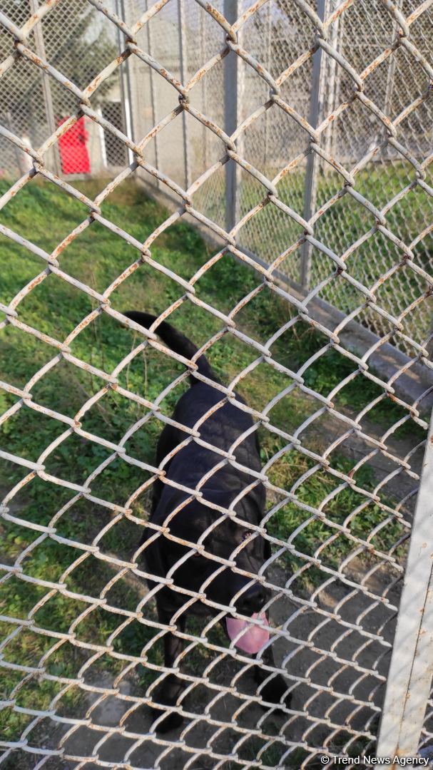 Azad olunan ərazilərin minalardan təmizlənməsinə xüsusi təlim keçmiş itlər cəlb olunub (FOTO/VİDEO)