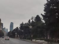 Bakıda Yeni il yolkalarının qurulmasına başlanılıb (FOTO)