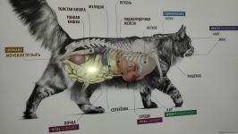 Bakıda açılan Cənubi Qafqazın ilk böyük Baytarlıq Klinikası tam gücü ilə fəaliyyətdədir - Trend TV-nin REPORTAJI (FOTO/VİDEO)