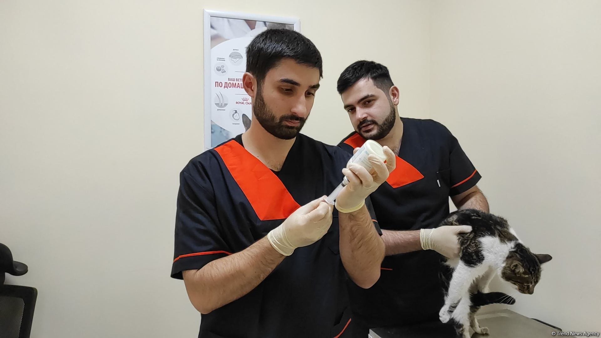 Bakıda açılan Cənubi Qafqazın ilk böyük Baytarlıq Klinikası tam gücü ilə fəaliyyətdədir - Trend TV-nin REPORTAJI (FOTO/VİDEO)