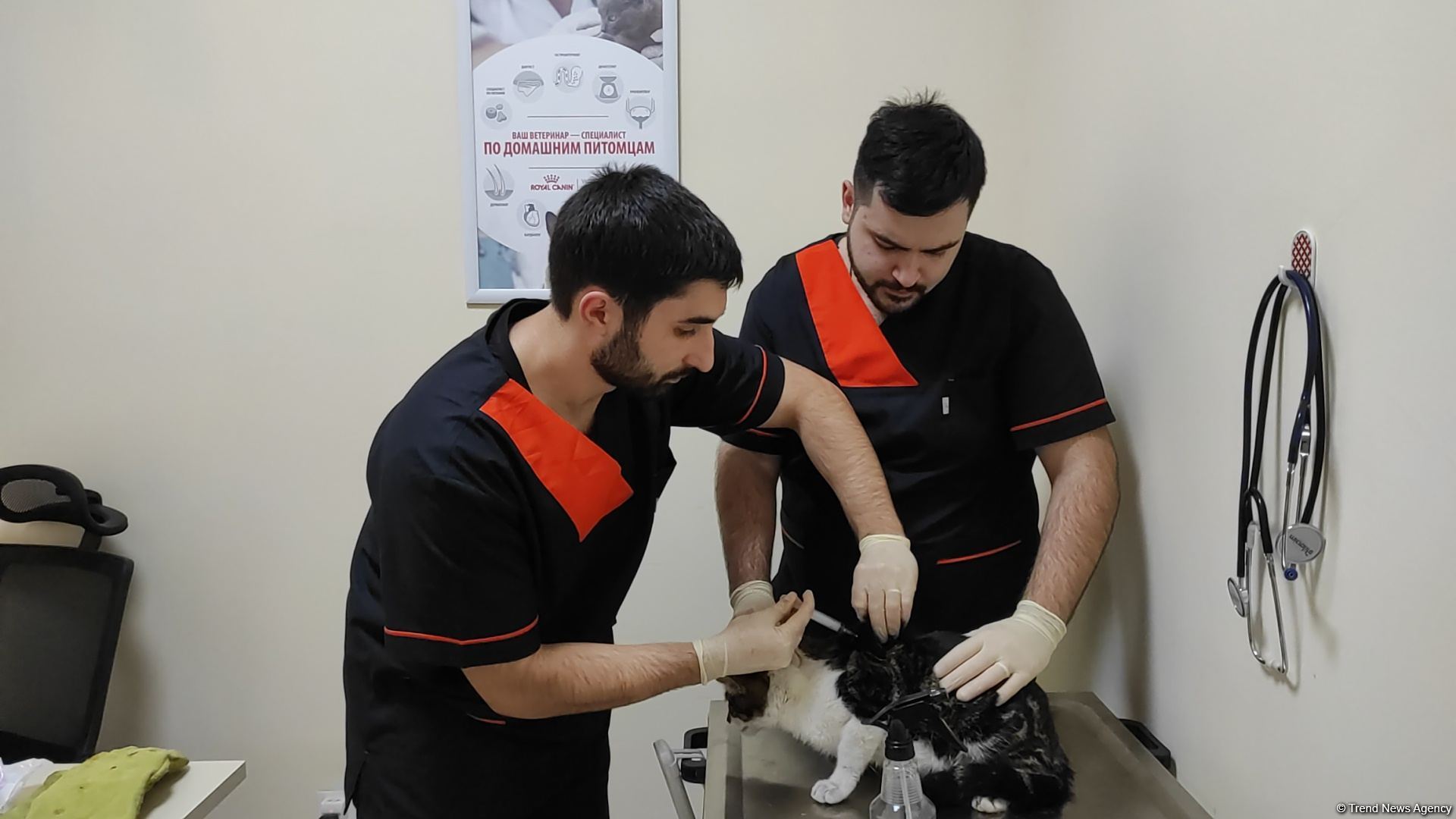 Bakıda açılan Cənubi Qafqazın ilk böyük Baytarlıq Klinikası tam gücü ilə fəaliyyətdədir - Trend TV-nin REPORTAJI (FOTO/VİDEO)