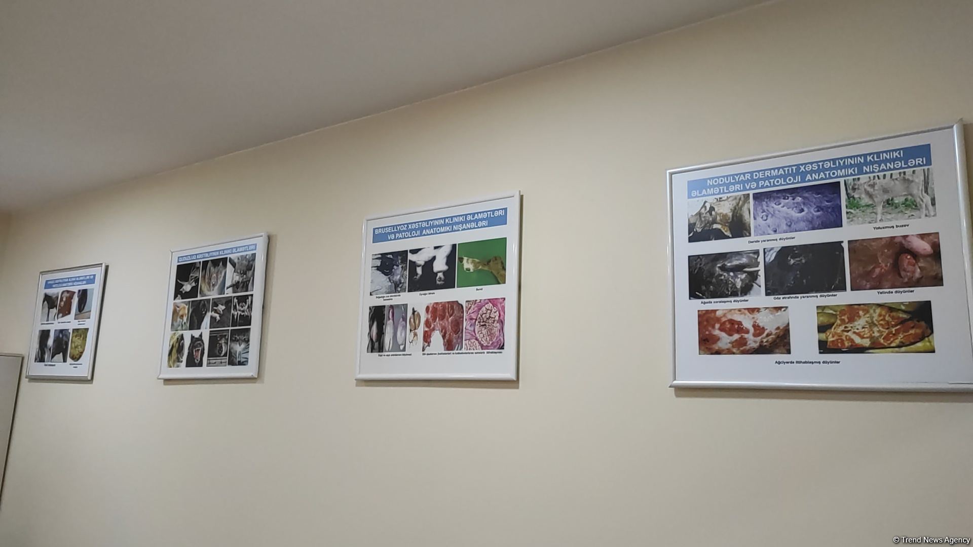 Bakıda açılan Cənubi Qafqazın ilk böyük Baytarlıq Klinikası tam gücü ilə fəaliyyətdədir - Trend TV-nin REPORTAJI (FOTO/VİDEO)
