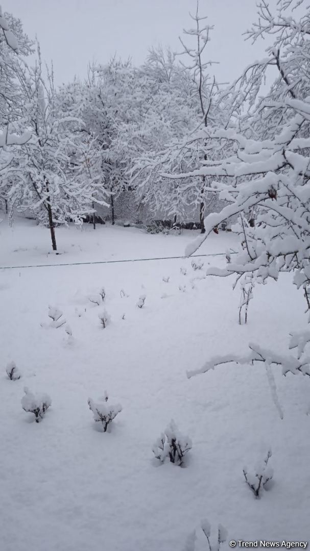Qəbələyə qar yağıb (FOTO)