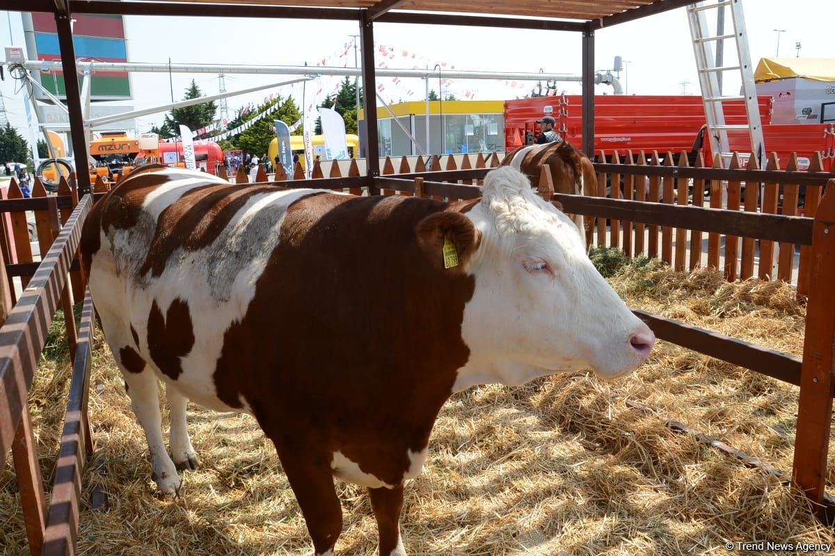 Bakıda "Caspian Agro" və "InterFood Azerbaijan" sərgiləri başlayıb (FOTO)