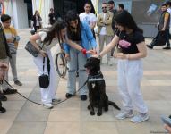 Bakıda "Texnofest" festivalı başlayıb (FOTO/VİDEO)