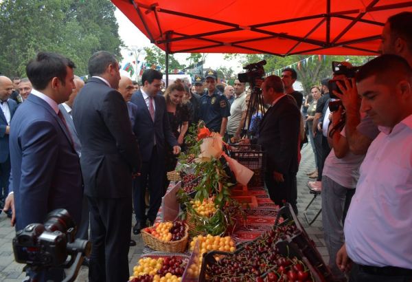 Azərbaycanda ilk dəfə “Albalı və gilas” festivalı keçirilib (FOTO)