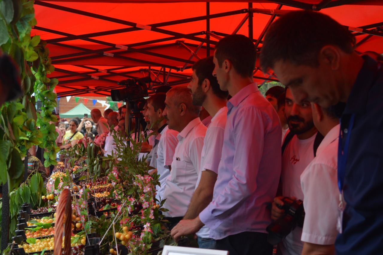 Azərbaycanda ilk dəfə “Albalı və gilas” festivalı keçirilib (FOTO)