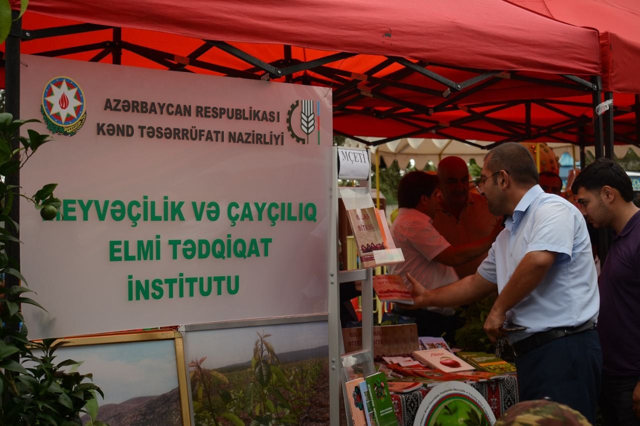 Azərbaycanda ilk dəfə “Albalı və gilas” festivalı keçirilib (FOTO)