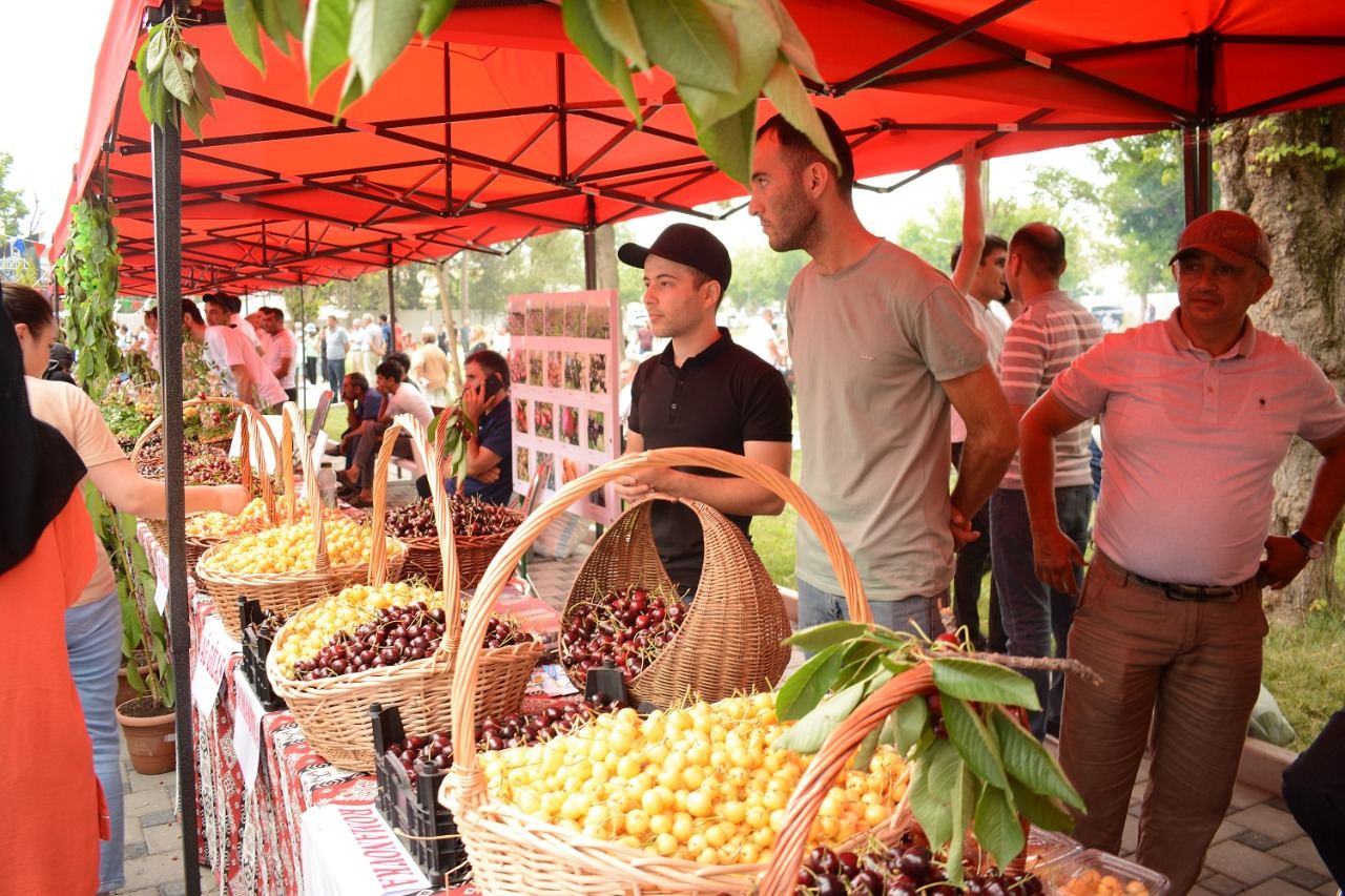 Azərbaycanda ilk dəfə “Albalı və gilas” festivalı keçirilib (FOTO)