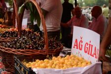 Azərbaycanda ilk dəfə “Albalı və gilas” festivalı keçirilib (FOTO)