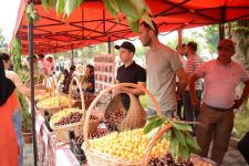 Azərbaycanda ilk dəfə “Albalı və gilas” festivalı keçirilib (FOTO)
