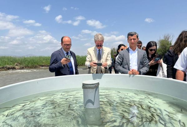 Zəngilanda Həkəri çayına qızılxallı forel körpələri buraxılıb (FOTO)