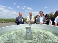 Zəngilanda Həkəri çayına qızılxallı forel körpələri buraxılıb (FOTO)