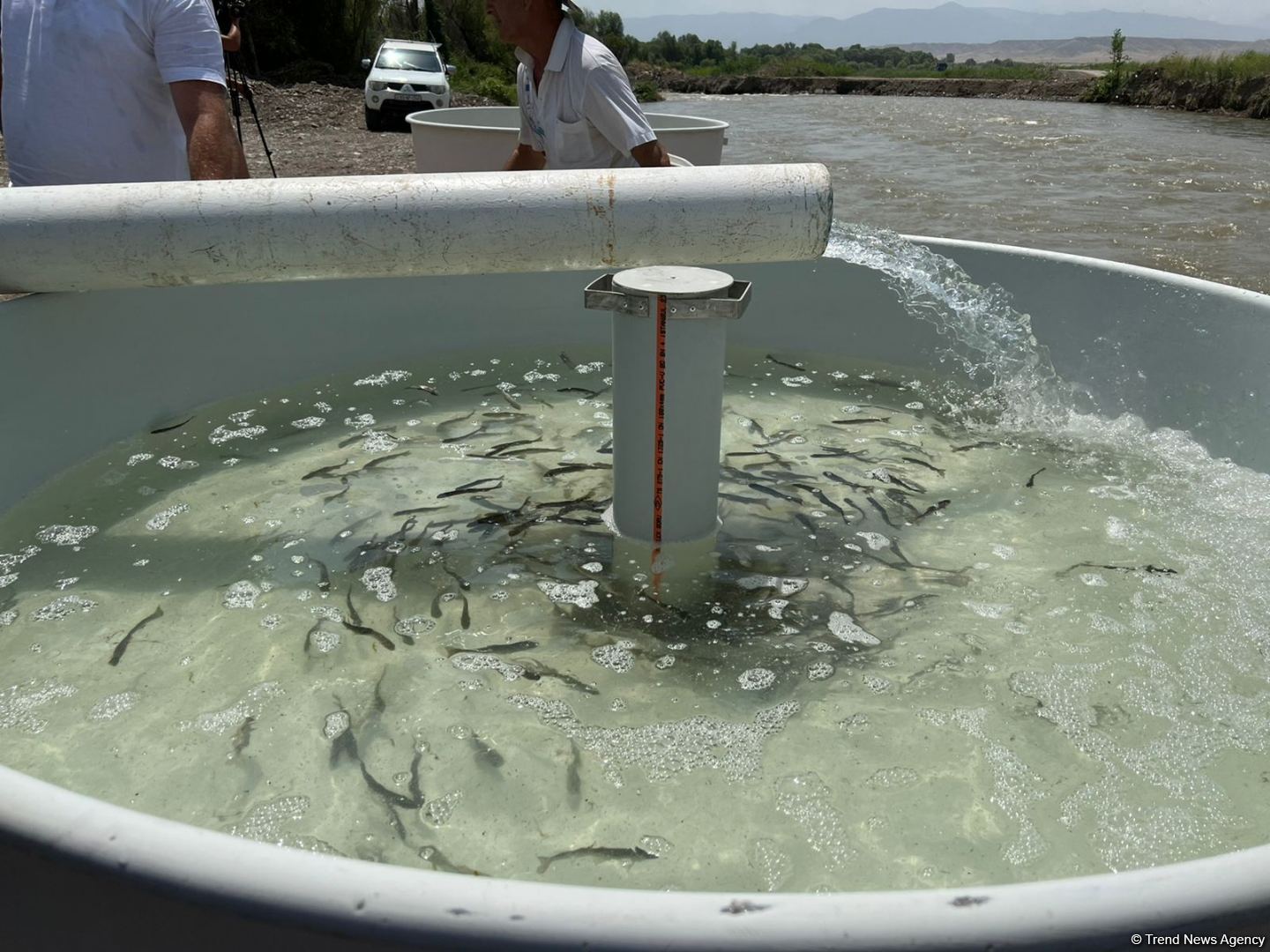 Zəngilanda Həkəri çayına qızılxallı forel körpələri buraxılıb (FOTO)