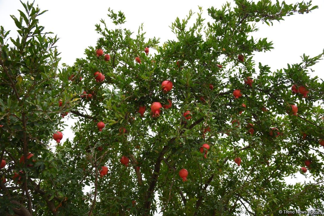 Beynəlxalq səyyahların Ağdama səfəri başa çatıb (FOTO)