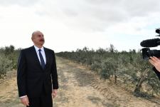 Prezident İlham Əliyev Zirə qəsəbəsində zeytun yağı və süfrəlik zeytun məhsullarının emalı zavodunun açılışında iştirak edib (FOTO/VİDEO) (YENİLƏNİB)