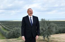 Prezident İlham Əliyev Zirə qəsəbəsində zeytun yağı və süfrəlik zeytun məhsullarının emalı zavodunun açılışında iştirak edib (FOTO/VİDEO) (YENİLƏNİB)