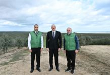 Prezident İlham Əliyev Zirə qəsəbəsində zeytun yağı və süfrəlik zeytun məhsullarının emalı zavodunun açılışında iştirak edib (FOTO/VİDEO) (YENİLƏNİB)
