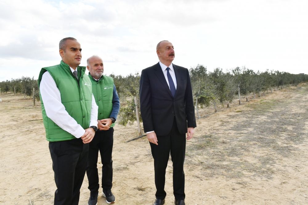 Prezident İlham Əliyev Zirə qəsəbəsində zeytun yağı və süfrəlik zeytun məhsullarının emalı zavodunun açılışında iştirak edib (FOTO/VİDEO) (YENİLƏNİB)