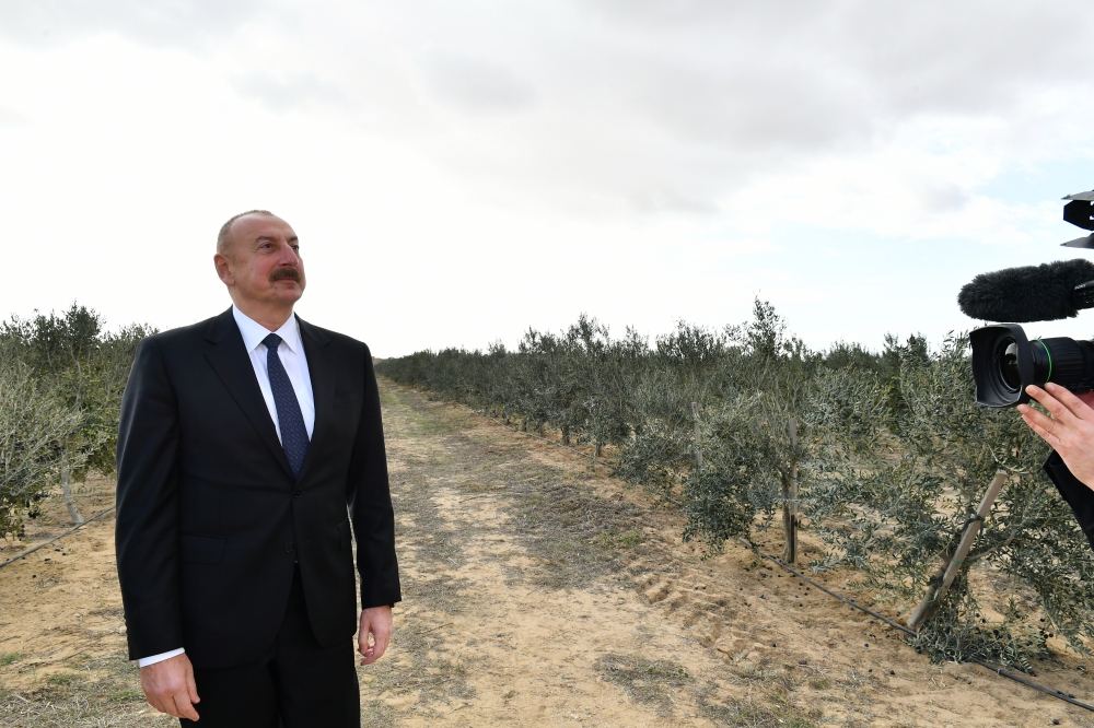 Prezident İlham Əliyev Zirə qəsəbəsində zeytun yağı və süfrəlik zeytun məhsullarının emalı zavodunun açılışında iştirak edib (FOTO/VİDEO) (YENİLƏNİB)