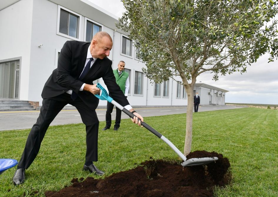 Prezident İlham Əliyev Zirə qəsəbəsində zeytun yağı və süfrəlik zeytun məhsullarının emalı zavodunun açılışında iştirak edib (FOTO/VİDEO) (YENİLƏNİB)