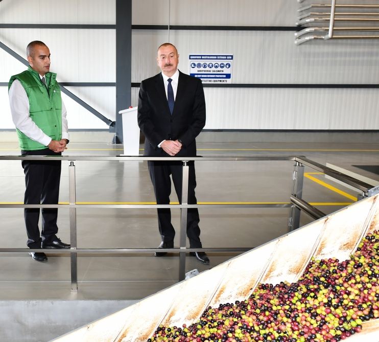 Prezident İlham Əliyev Zirə qəsəbəsində zeytun yağı və süfrəlik zeytun məhsullarının emalı zavodunun açılışında iştirak edib (FOTO/VİDEO) (YENİLƏNİB)