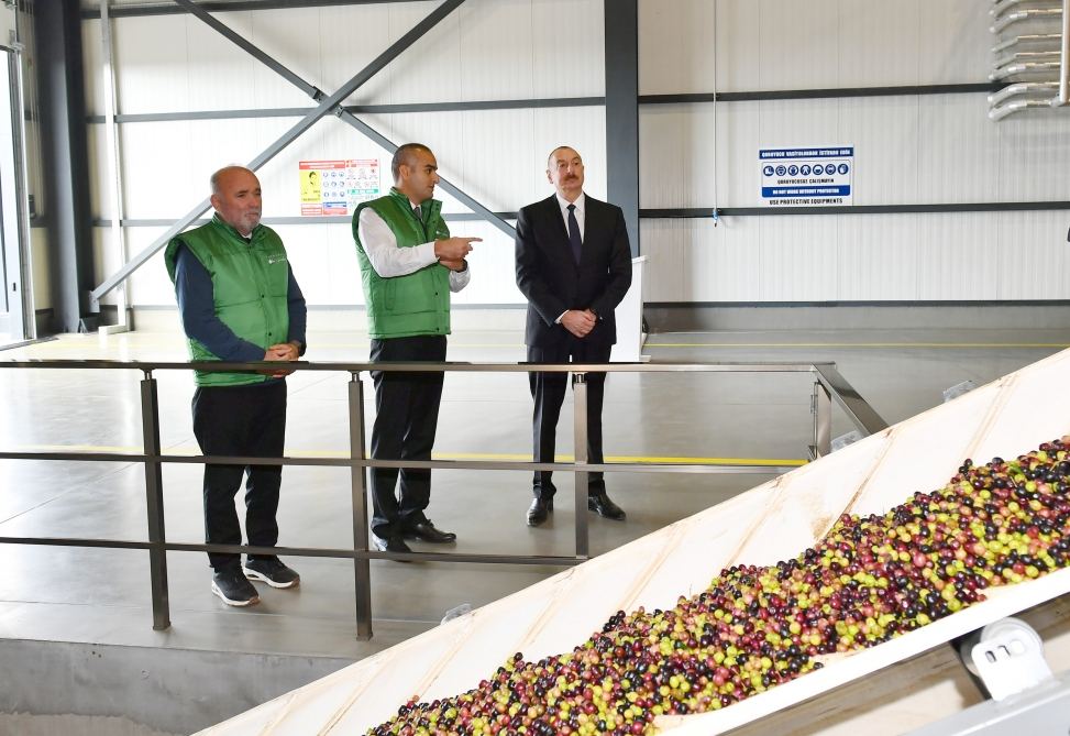 Prezident İlham Əliyev Zirə qəsəbəsində zeytun yağı və süfrəlik zeytun məhsullarının emalı zavodunun açılışında iştirak edib (FOTO/VİDEO) (YENİLƏNİB)