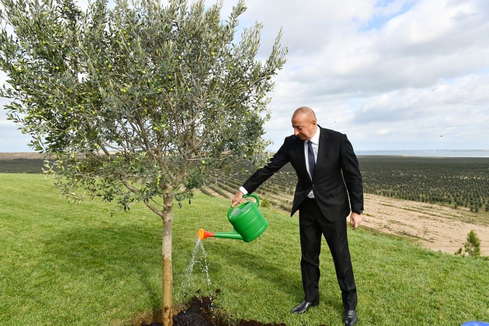 Prezident İlham Əliyev Zirə qəsəbəsində zeytun yağı və süfrəlik zeytun məhsullarının emalı zavodunun açılışında iştirak edib (FOTO/VİDEO) (YENİLƏNİB)