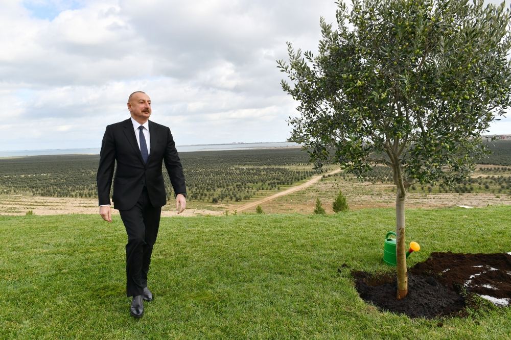 Prezident İlham Əliyev Zirə qəsəbəsində zeytun yağı və süfrəlik zeytun məhsullarının emalı zavodunun açılışında iştirak edib (FOTO/VİDEO) (YENİLƏNİB)