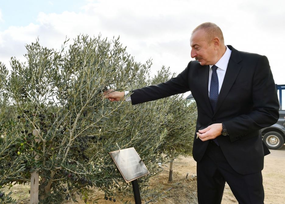 Prezident İlham Əliyev Zirə qəsəbəsində zeytun yağı və süfrəlik zeytun məhsullarının emalı zavodunun açılışında iştirak edib (FOTO/VİDEO) (YENİLƏNİB)