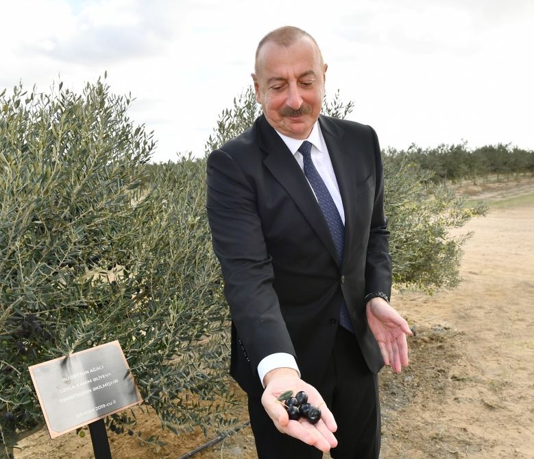 Prezident İlham Əliyev Zirə qəsəbəsində zeytun yağı və süfrəlik zeytun məhsullarının emalı zavodunun açılışında iştirak edib (FOTO/VİDEO) (YENİLƏNİB)