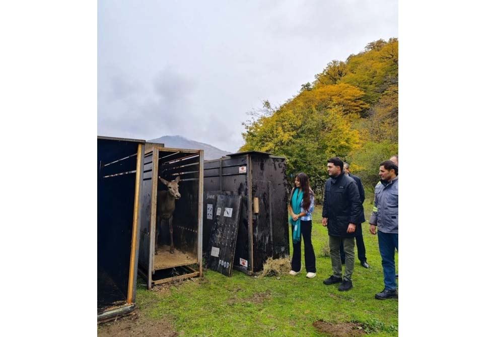 Heydər Əliyev Fondunun vitse-prezidenti Leyla Əliyevanın iştirakı ilə Şahdağ Milli Parkının İsmayıllı bölməsinə ilk marallar buraxılıb (FOTO/VİDEO)