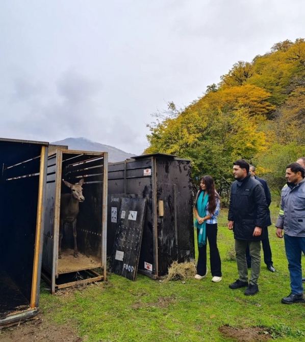 Heydər Əliyev Fondunun vitse-prezidenti Leyla Əliyevanın iştirakı ilə Şahdağ Milli Parkının İsmayıllı bölməsinə ilk marallar buraxılıb (FOTO/VİDEO)