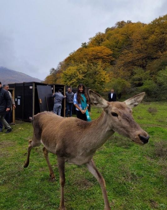 Heydər Əliyev Fondunun vitse-prezidenti Leyla Əliyevanın iştirakı ilə Şahdağ Milli Parkının İsmayıllı bölməsinə ilk marallar buraxılıb (FOTO/VİDEO)